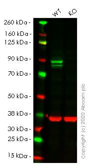 Western blot - Human STAT1 knockout HeLa cell lysate (AB263837), expandable thumbnail