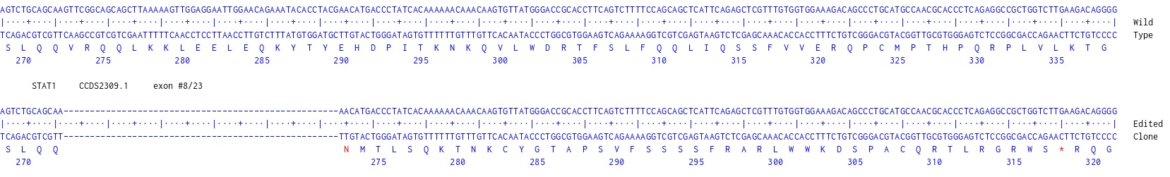 Human STAT1 knockout MCF7 cell line