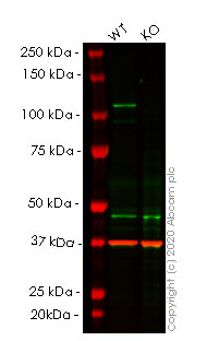 Western blot - Human STAT2 knockout A549 cell line (AB267005), expandable thumbnail