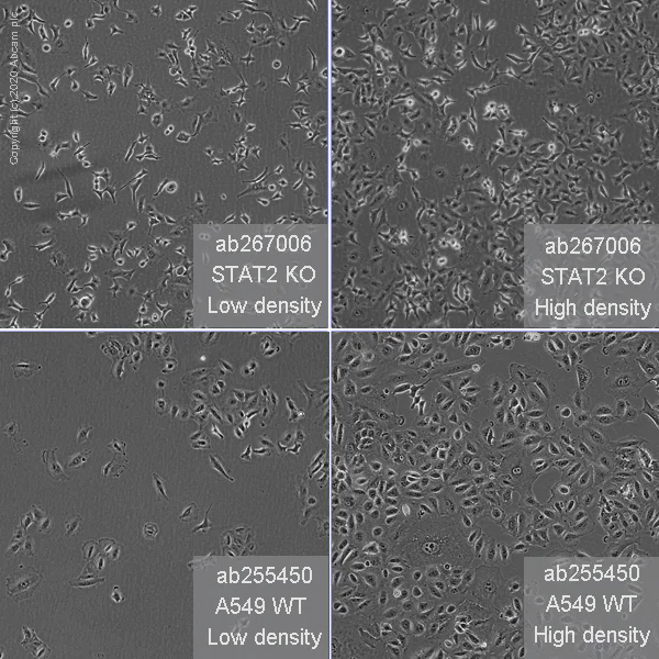 Cell Culture - Human STAT2 knockout A549 cell line (AB267006)