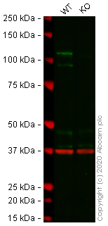 Western blot - Human STAT2 knockout A549 cell lysate (AB257183), expandable thumbnail