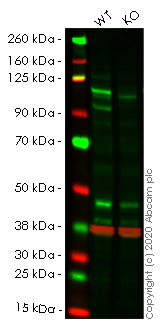 Western blot - Human STAT2 knockout A549 cell lysate (AB257185), expandable thumbnail