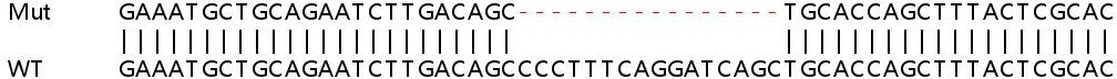 Sanger Sequencing - Human STAT2 knockout HeLa cell lysate (AB257182), expandable thumbnail