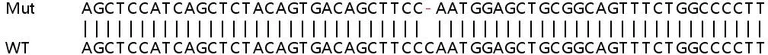 Sanger Sequencing - Human STAT3 knockout HeLa cell lysate (AB263797)