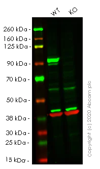Western blot - Human STAT3 knockout HeLa cell lysate (AB263797)