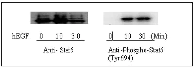 Western blot - Human STAT5 (Tyr694) In-Cell ELISA Kit (AB126429)