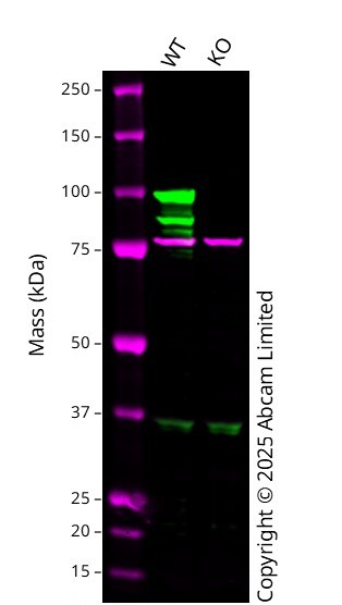 Western blot - Human STAT6 knockout A549 cell line (AB286716)