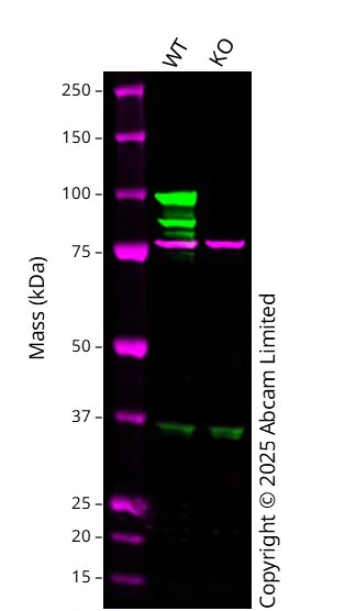 Western blot - Human STAT6 knockout A549 cell line (AB286716)