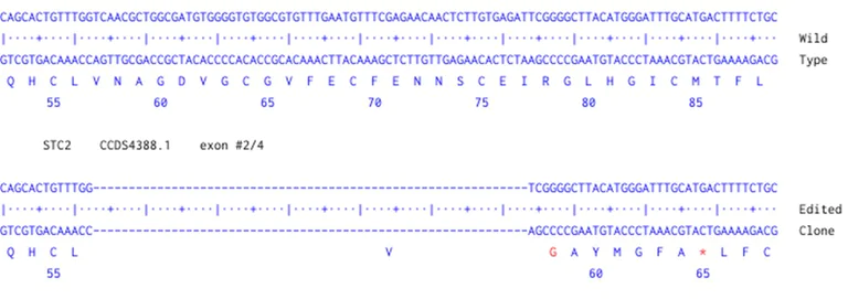 Next Generation Sequencing - Human STC2 knockout A549 cell line (AB301256)