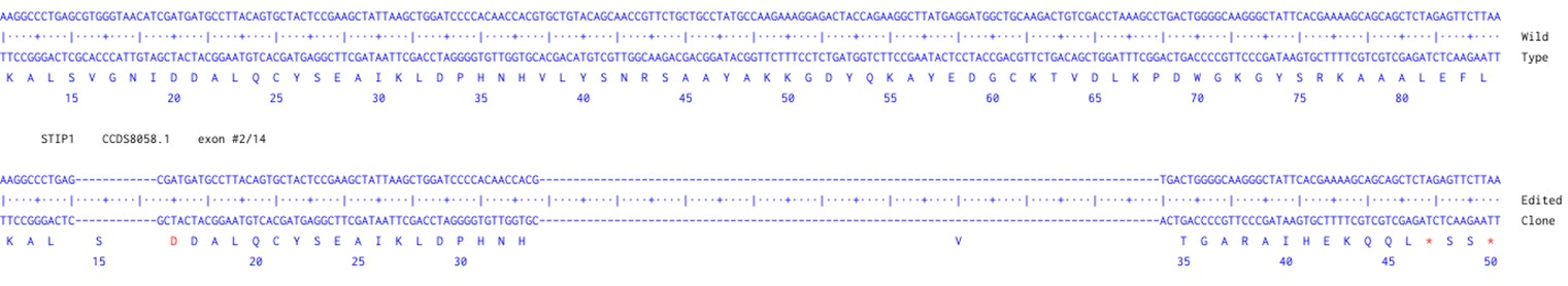 Human STIP1 knockout A549 cell line