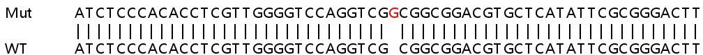 Sanger Sequencing - Human STK10 (LOK) knockout HeLa cell line (AB264900)