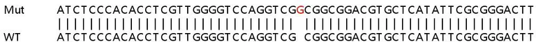 Sanger Sequencing - Human STK10 (LOK) knockout HeLa cell line (AB264900)