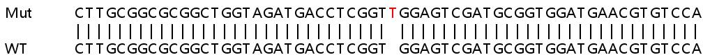 Sanger Sequencing - Human STK11 (LKB1) knockout HEK-293T cell lysate (AB257712), expandable thumbnail
