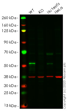 Western blot - Human STK11 (LKB1) knockout HEK-293T cell lysate (AB257712), expandable thumbnail