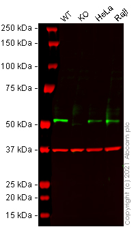 Western blot - Human STK24 knockout A-431 cell line (AB269479)