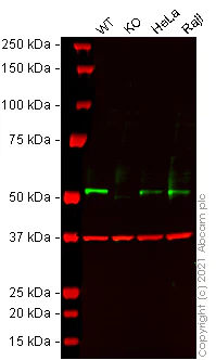 Western blot - Human STK24 knockout A-431 cell lysate (AB269643)