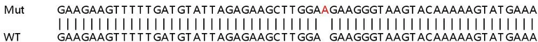 Sanger Sequencing - Human STK3 (MST-2) knockout HeLa cell line (AB265082)