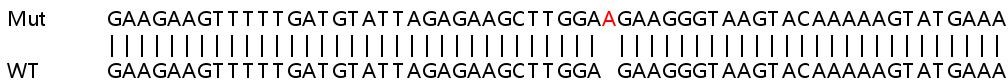 Sanger Sequencing - Human STK3 (MST-2) knockout HeLa cell lysate (AB257714), expandable thumbnail