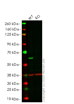 Western blot - Human STK3 (MST-2) knockout HeLa cell lysate (AB257714)