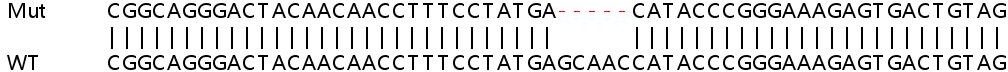 Sanger Sequencing - Human STK38L (Ndr2) knockout HeLa cell lysate (AB259162), expandable thumbnail