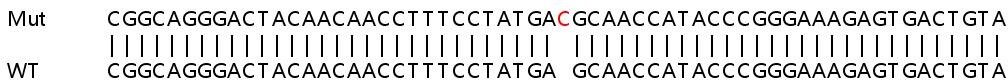 Sanger Sequencing - Human STK38L (Ndr2) knockout HeLa cell lysate (AB259162), expandable thumbnail