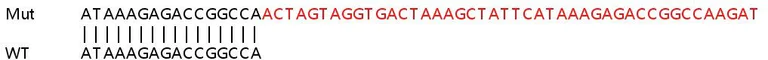 Sanger Sequencing - Human STK4 (Serine/threonine-protein kinase 4/MST-1) knockout HeLa cell line (AB265442)