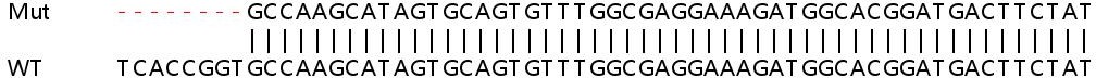 Sanger Sequencing - Human STK40 knockout HeLa cell line (AB264871)