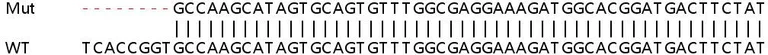 Sanger Sequencing - Human STK40 knockout HeLa cell line (AB264871)