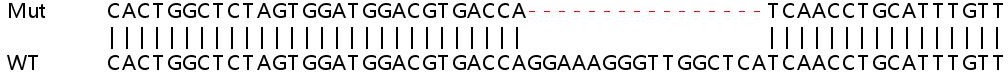 Sanger Sequencing - Human STRADB (ALS2CR2) knockout HEK-293T cell line (AB266138)