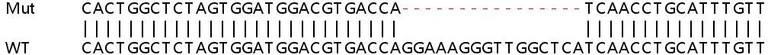 Sanger Sequencing - Human STRADB (ALS2CR2) knockout HEK-293T cell lysate (AB263372)