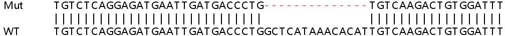 Human STRAP (Unrip) knockout HEK-293T cell line