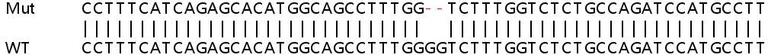 Sanger Sequencing - Human STT3A knockout HEK-293T cell line (AB266320)
