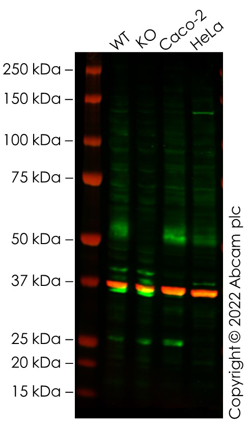 Western blot - Human STT3A knockout HEK-293T cell lysate (AB259164), expandable thumbnail