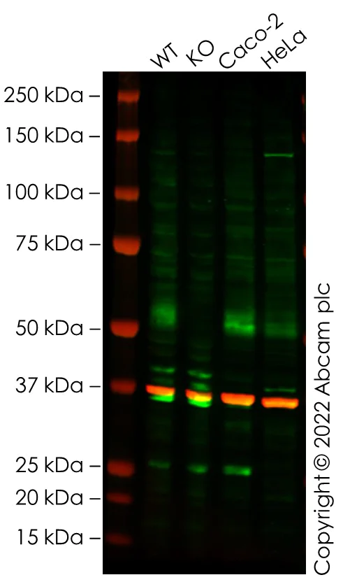 Western blot - Human STT3A knockout HEK-293T cell lysate (AB259164)