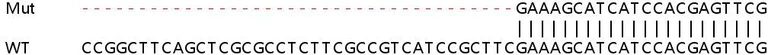 Sanger Sequencing - Human STT3B knockout HEK-293T cell line (AB266461)