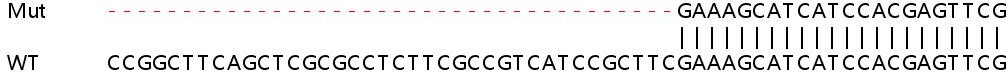 Sanger Sequencing - Human STT3B knockout HEK-293T cell lysate (AB259165)