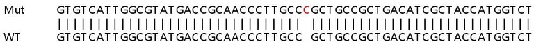 Sanger Sequencing - Human SUCLG1 knockout HEK-293T cell lysate (AB263374)
