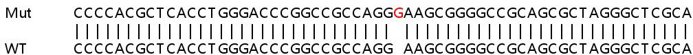 Sanger Sequencing - Human SUCLG2 knockout HEK-293T cell line (AB266677), expandable thumbnail