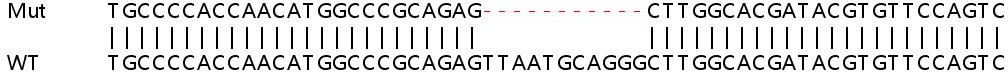 Sanger Sequencing - Human SUFU knockout HEK-293T cell line (AB267282), expandable thumbnail