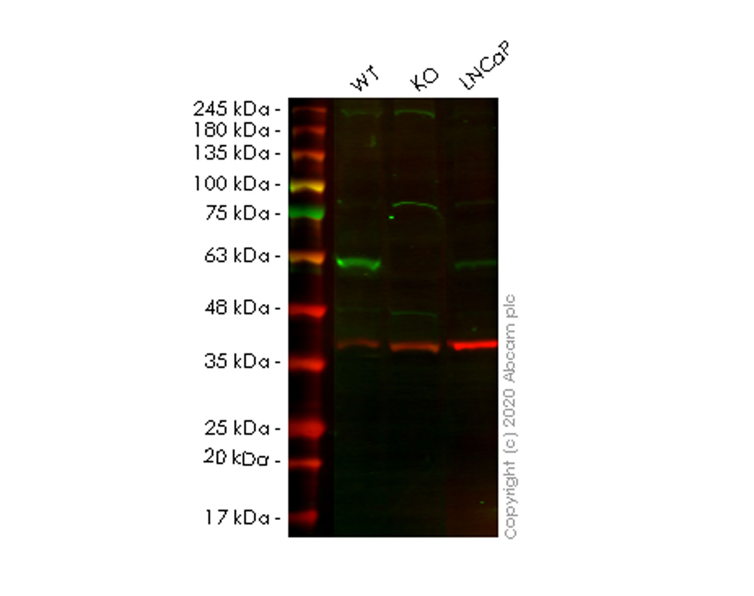 Western blot - Human SUFU knockout HEK-293T cell line (AB267282), expandable thumbnail