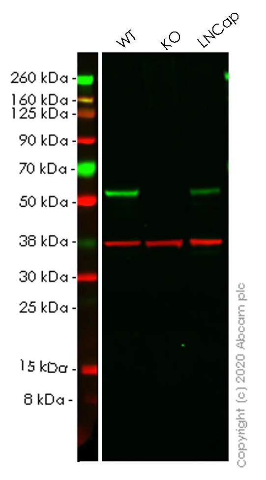 Western blot - Human SUFU knockout HEK-293T cell line (AB267282), expandable thumbnail