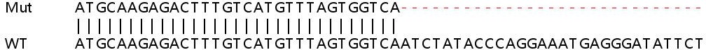 Sanger Sequencing - Human SUPT20H (p38IP) knockout HEK-293T cell lysate (AB259169), expandable thumbnail