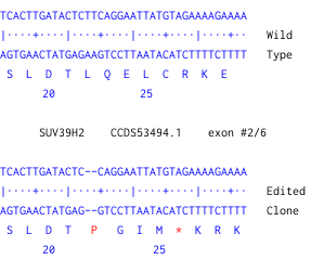 Next Generation Sequencing - Human SUV39H2 knockout U-2 OS cell line (AB261882), expandable thumbnail