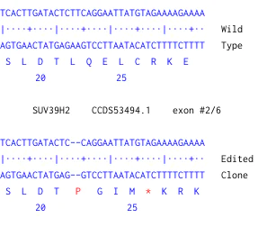 Next Generation Sequencing - Human SUV39H2 knockout U-2 OS cell line (AB261882)