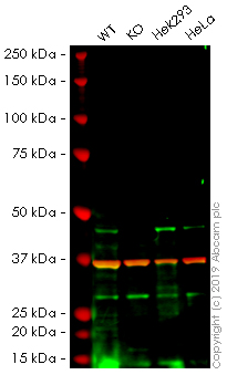 Western blot - Human SUV39H2 knockout U-2 OS cell line (AB261882), expandable thumbnail