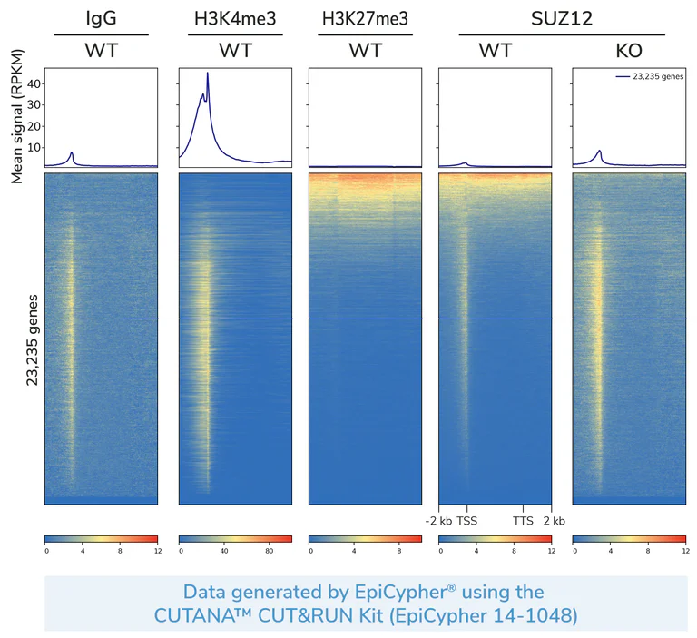 Human SUZ12 knockout HeLa cell line (ab264983) | Abcam