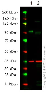 Western blot - Human SUZ12 knockout HeLa cell line (AB264983)