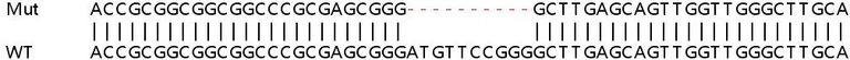 Sanger Sequencing - Human SYAP1 knockout HEK-293T cell lysate (AB263377)