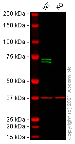 Human SYK knockout HEK-293T cell line