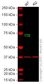 Western blot - Human SYK knockout HEK-293T cell line (AB282649)